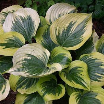 Хоста Hosta ‘Broadway’